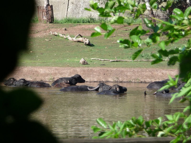 P1140167.JPG - ZOO Chomutov